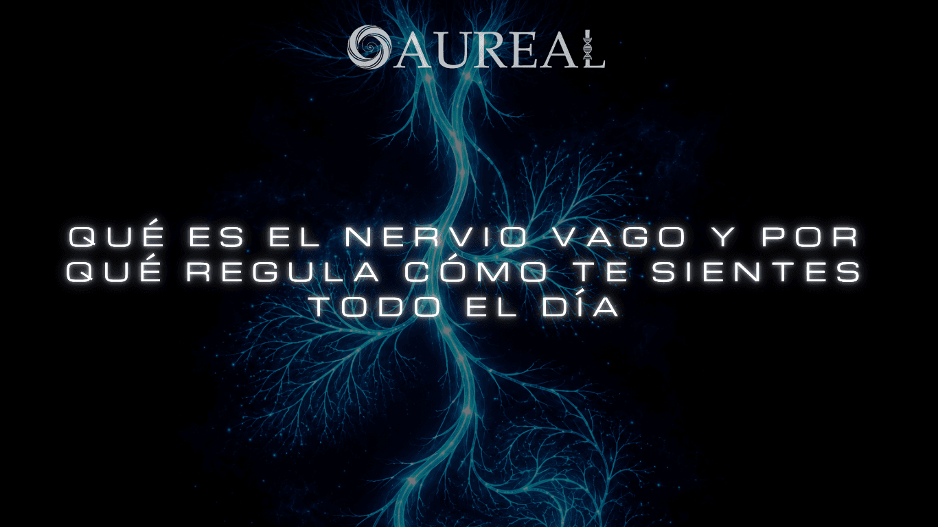 Qué es el nervio vago y por qué regula cómo te sientes todo el día